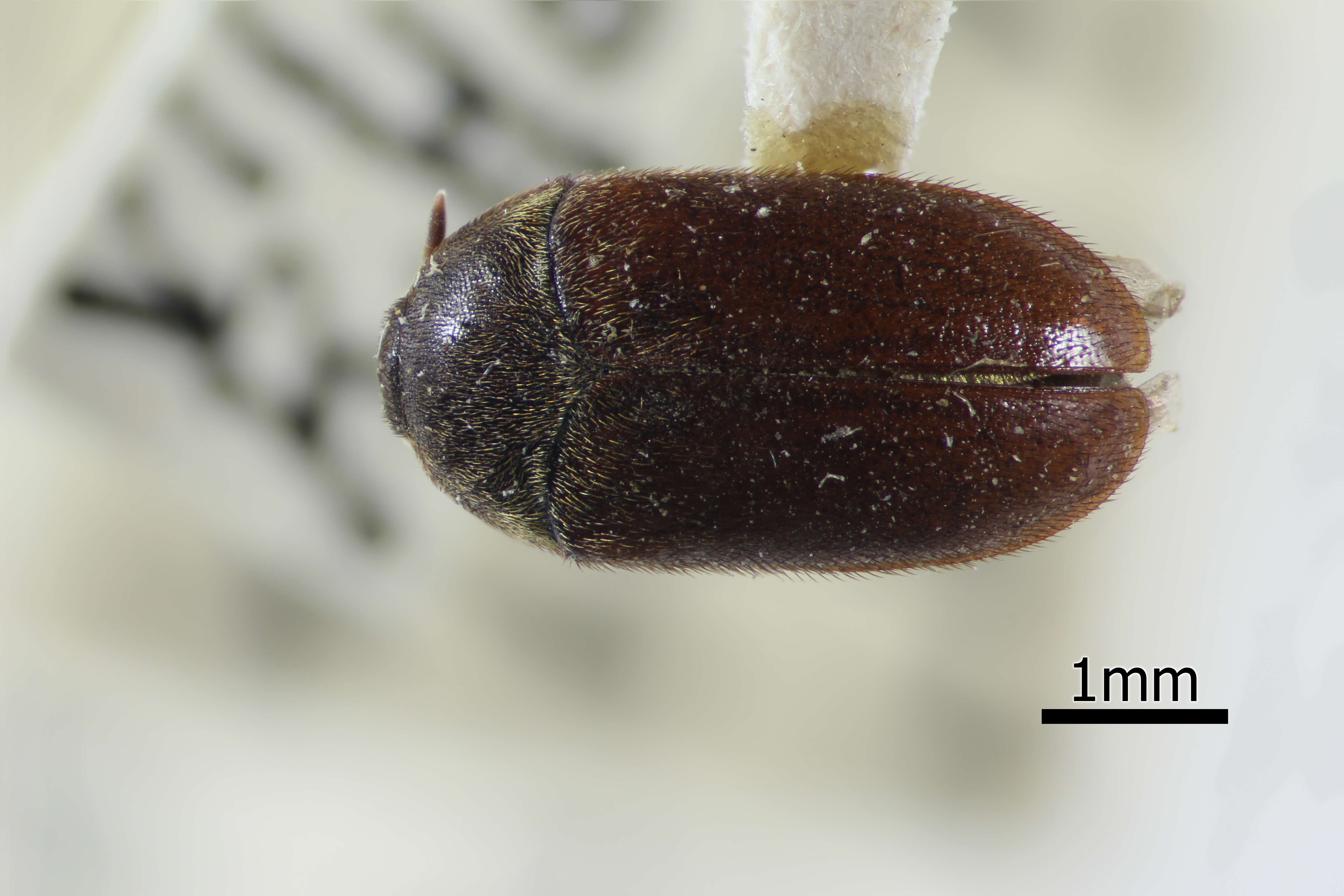 Image of Black carpet beetle