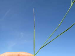 Image of Brown's lovegrass