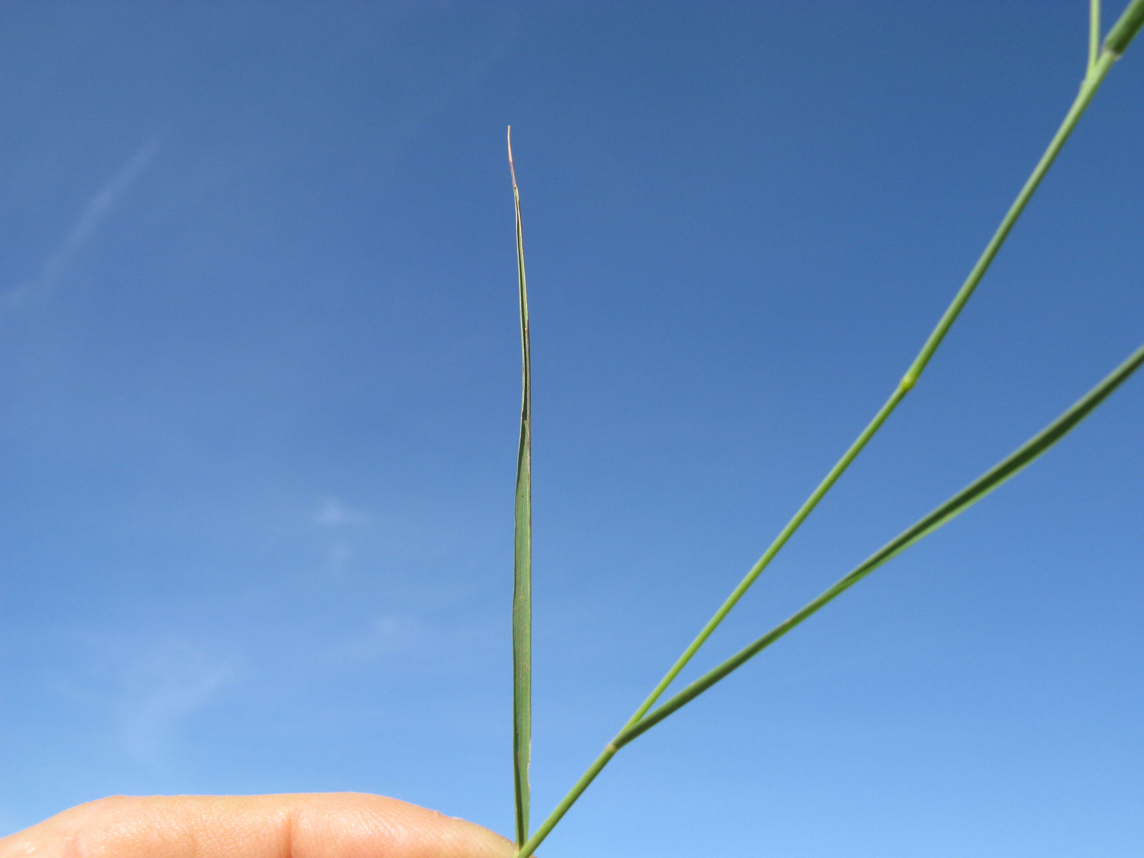 Image of Brown's lovegrass