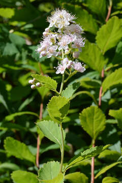 Image of white meadowsweet