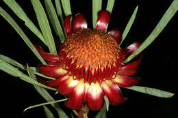 Plancia ëd Protea acuminata Sims