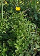 Image of Goldilocks Buttercup