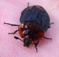 صورة Oiceoptoma thoracicum (Linnaeus 1758)