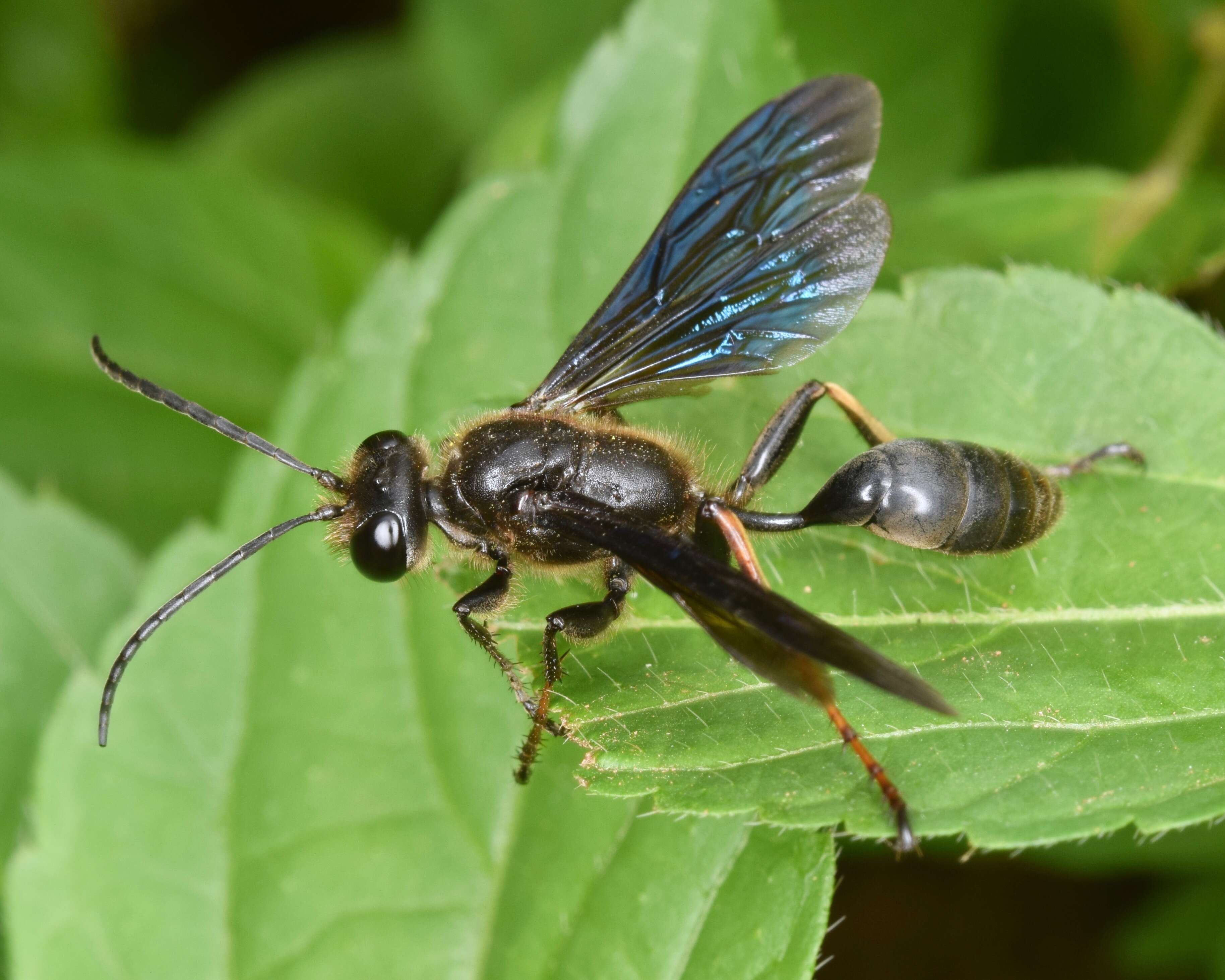 Image of Brown-legged Grass-carrier