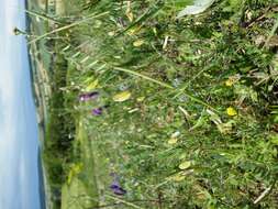 Image of smooth yellow vetch