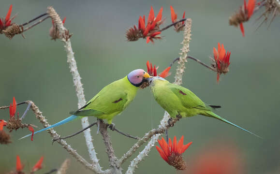 Image of Blossom-headed Parakeet