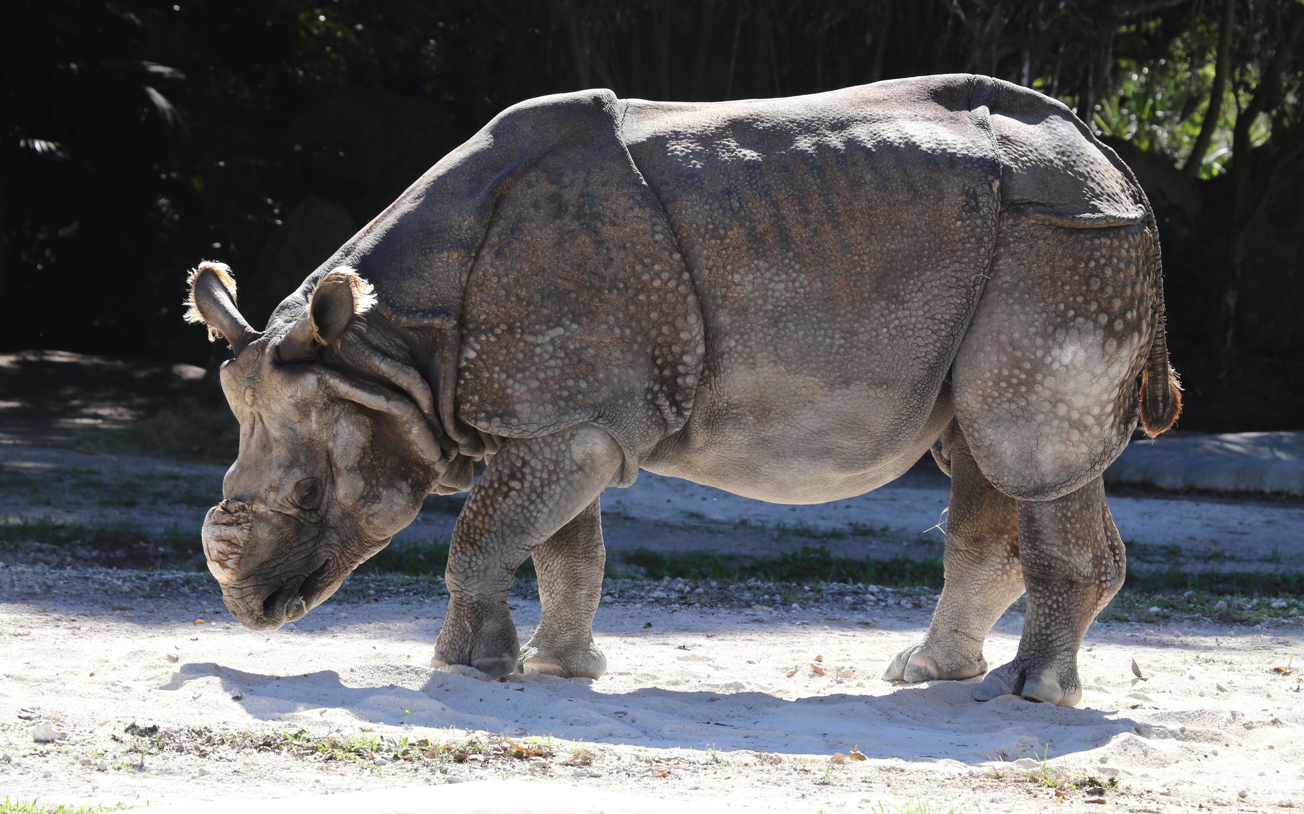 Image of Indian Rhinoceros