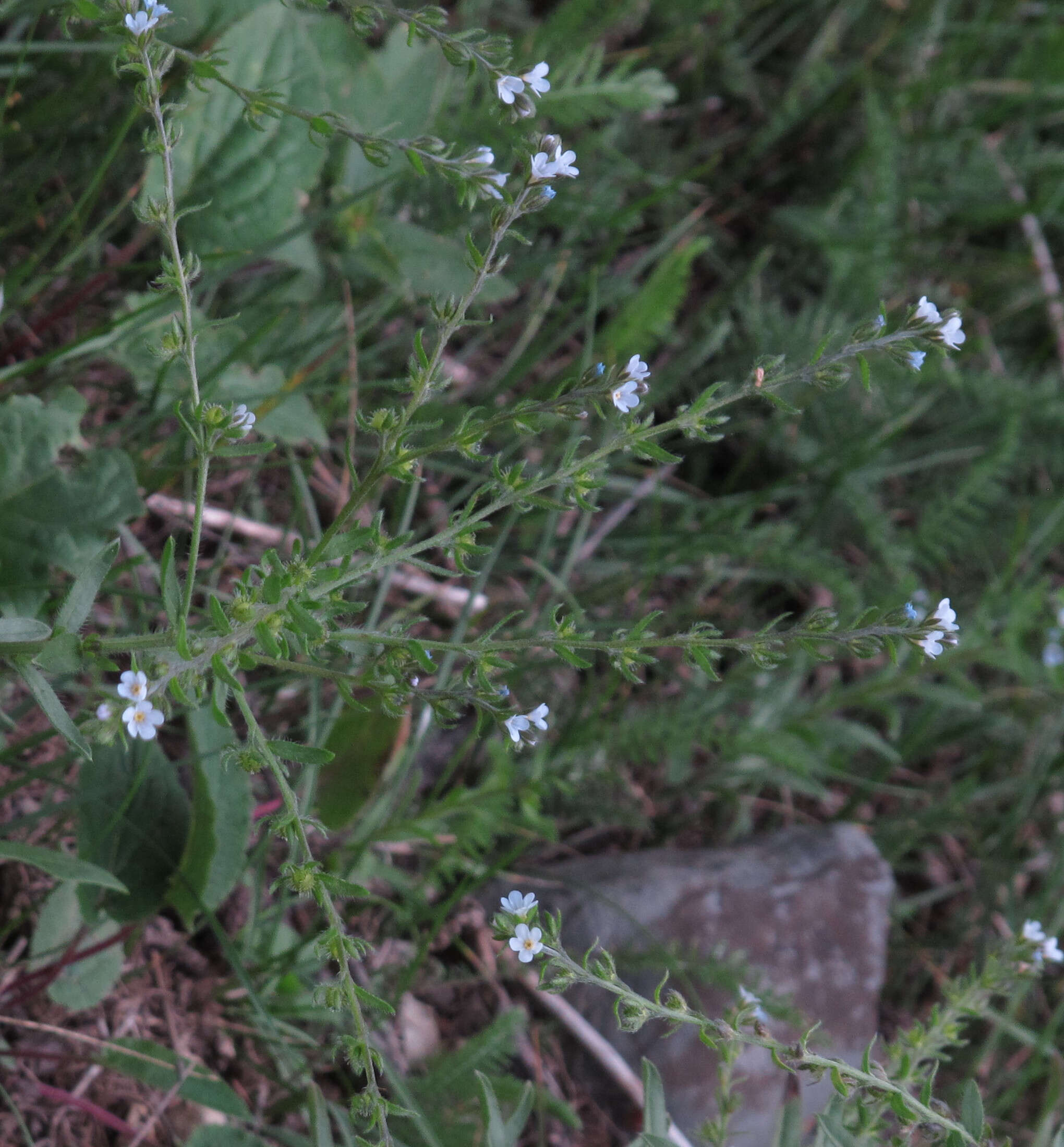 Image of European stickseed