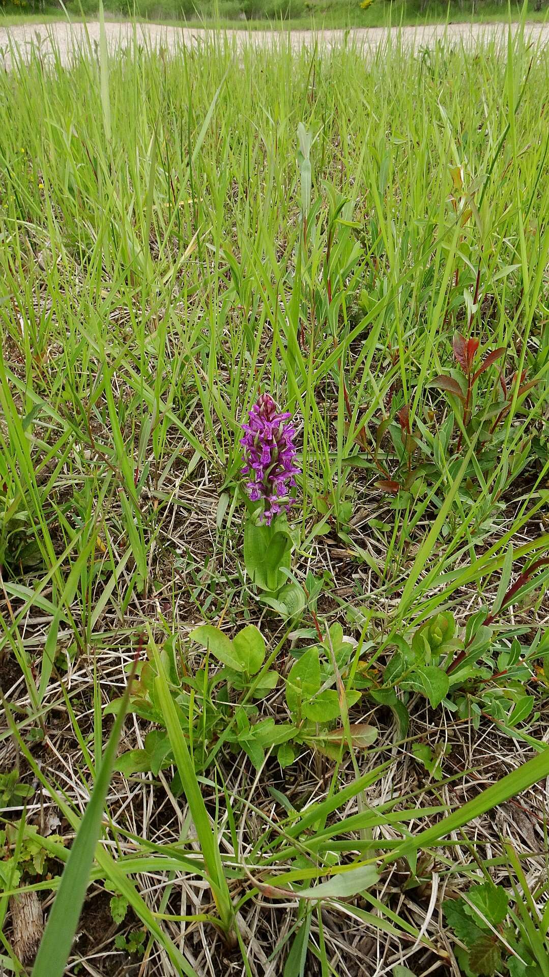 Dactylorhiza incarnata (L.) Soó resmi