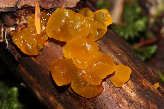 Image of Orange jelly spot