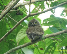 Image of Asian Barred Owlet