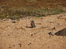 Image of Indian Roller