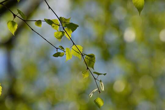 Image of Common Birch