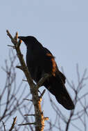 Image of American Crow