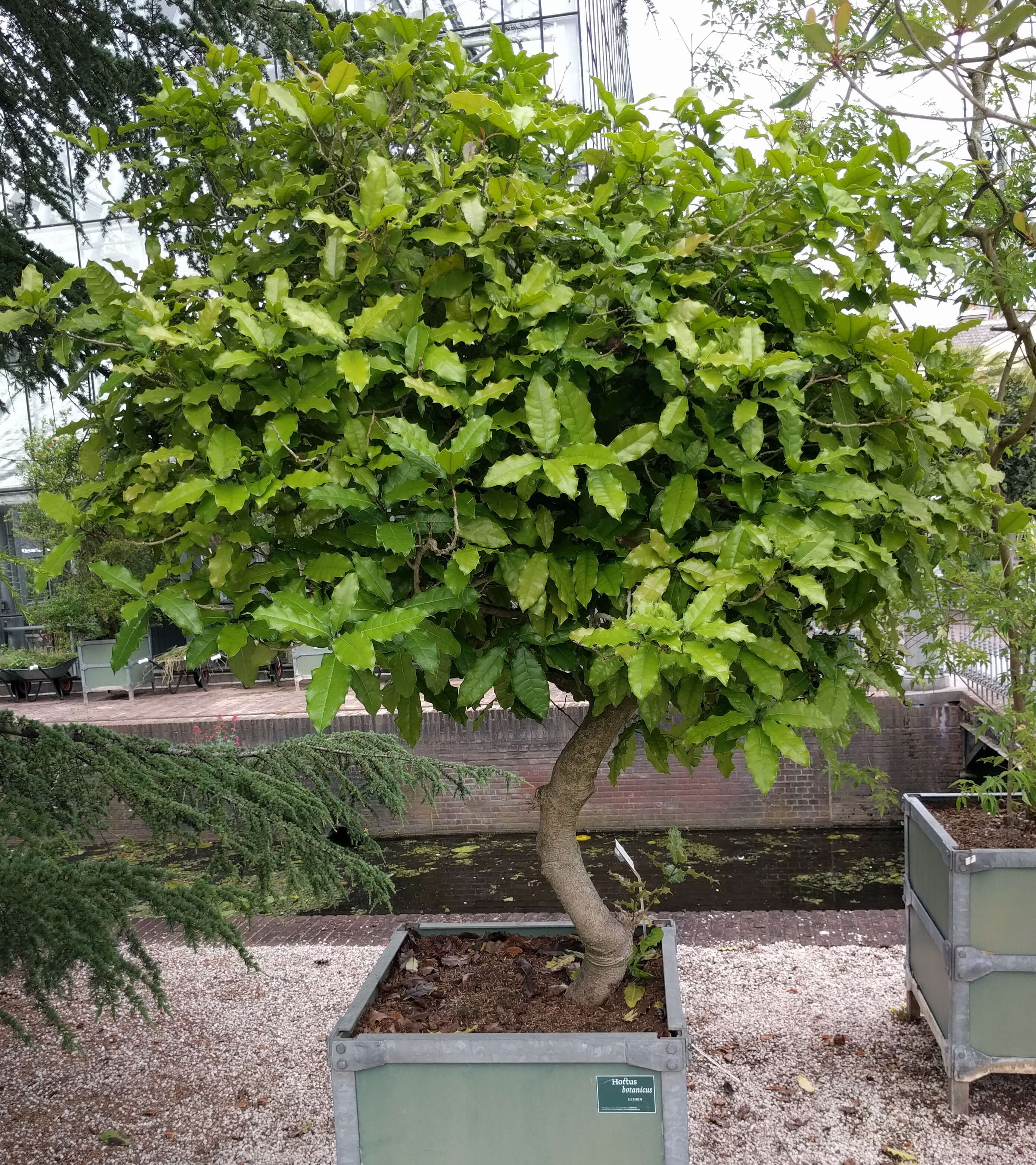 Image of Ilex latifolia C. P. Thunb. ex A. Murray