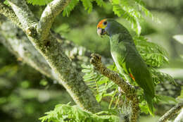 Image of Red-browed Amazon