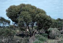 Слика од Eucalyptus discreta M. I. H. Brooker