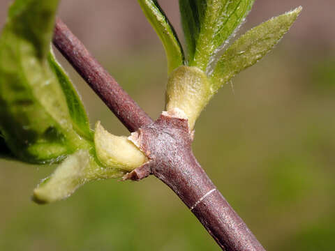 Image of sweet mock orange