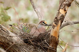 Image of Common Bronzewing