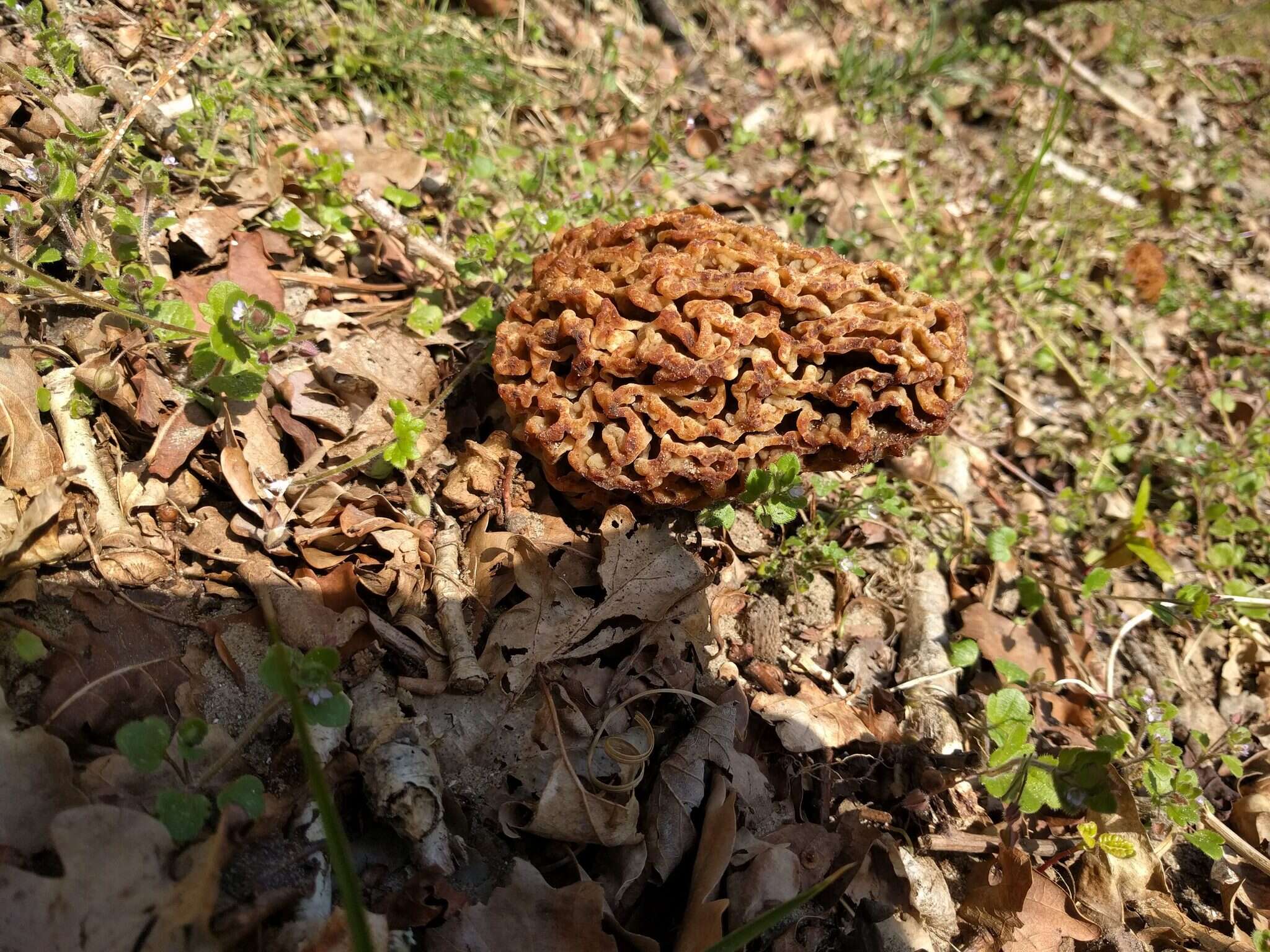 Image of Morchella vulgaris