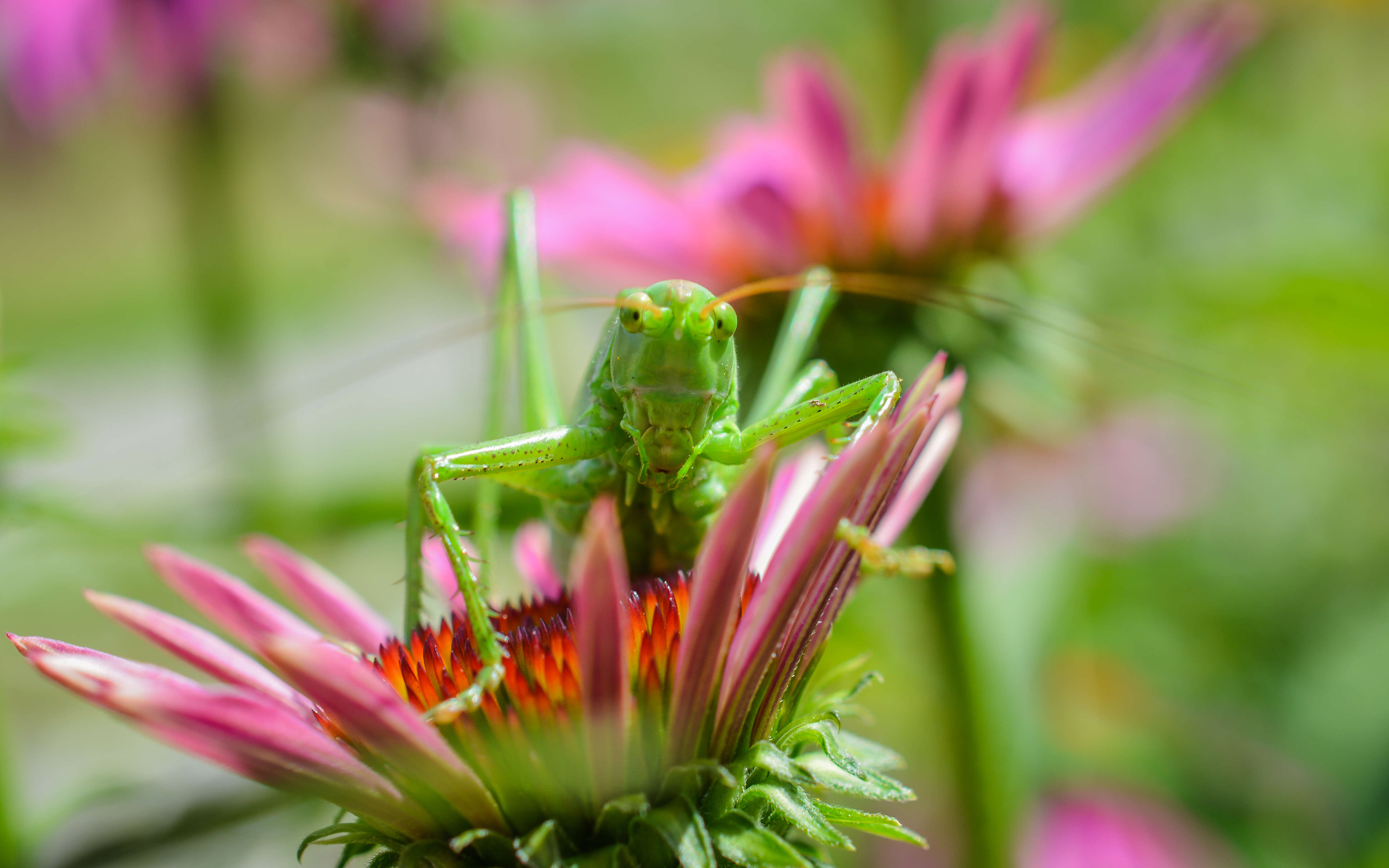 Image of Great green bushcricket