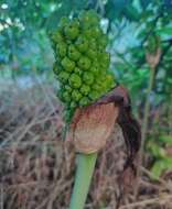 Image of Jack in the pulpit