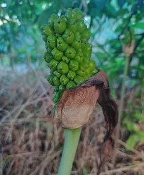 Image of Jack in the pulpit