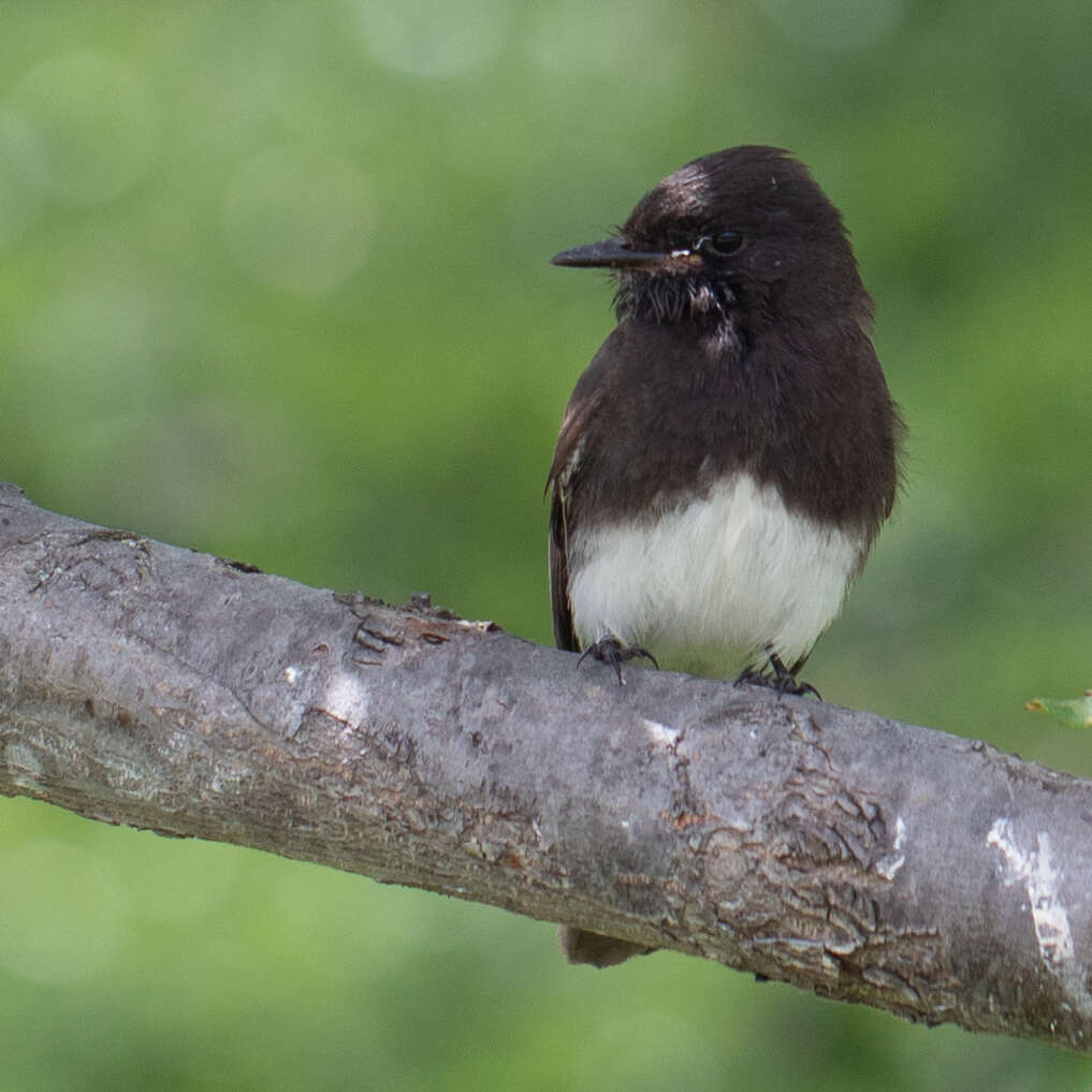 Image of Black Phoebe