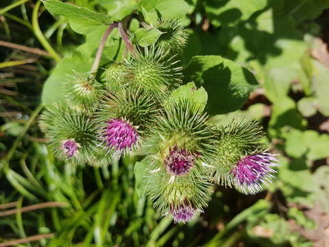 Image of common burdock