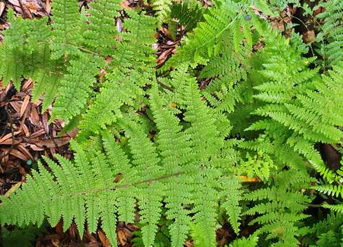 Image of beadfern