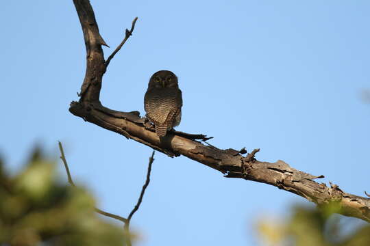 Image of Jungle Owlet