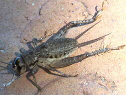 Image of Velarifictorus