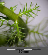 Imagem de Myriophyllum heterophyllum Michx.