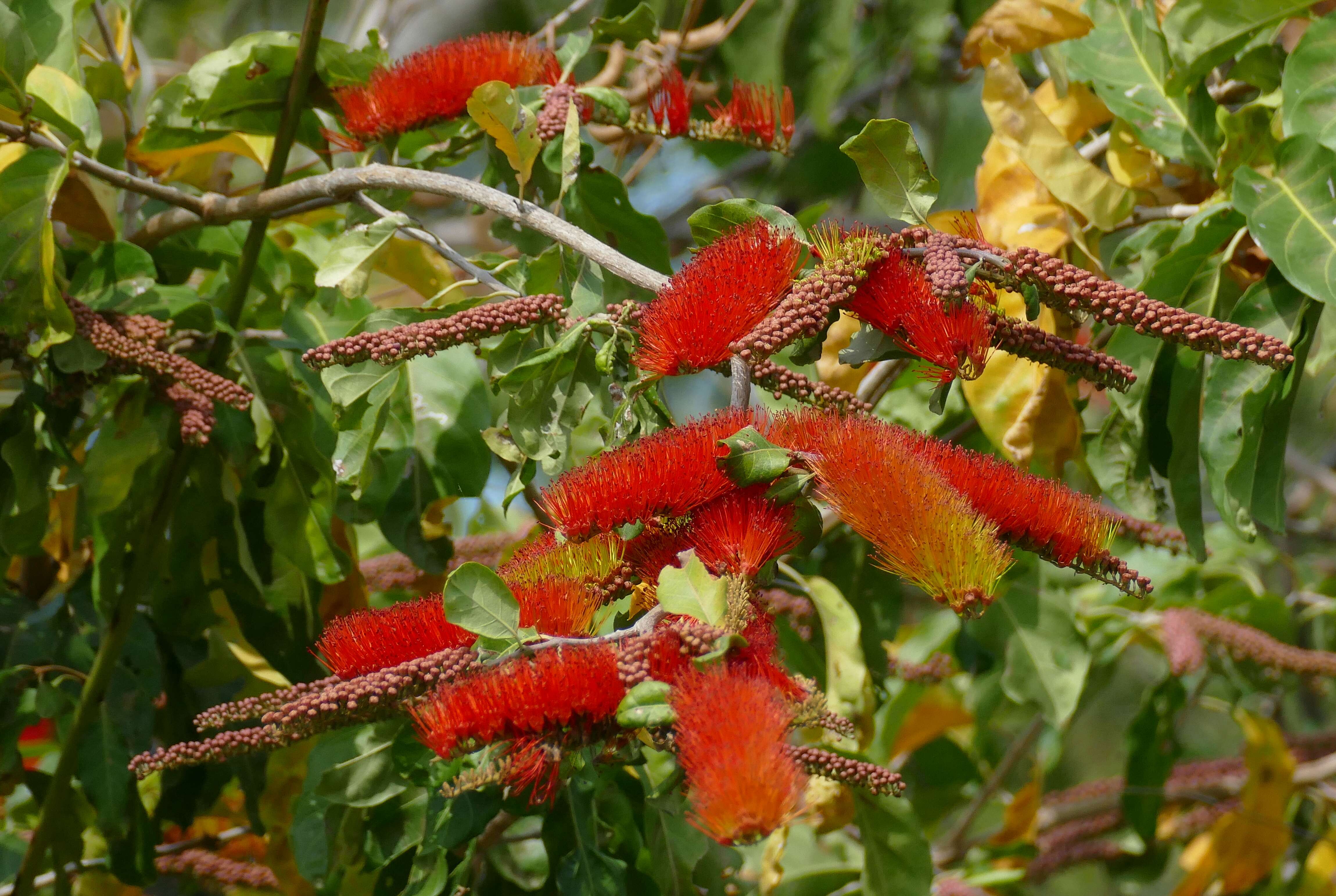 Image of Combretum fruticosum (Loefl.) Stuntz