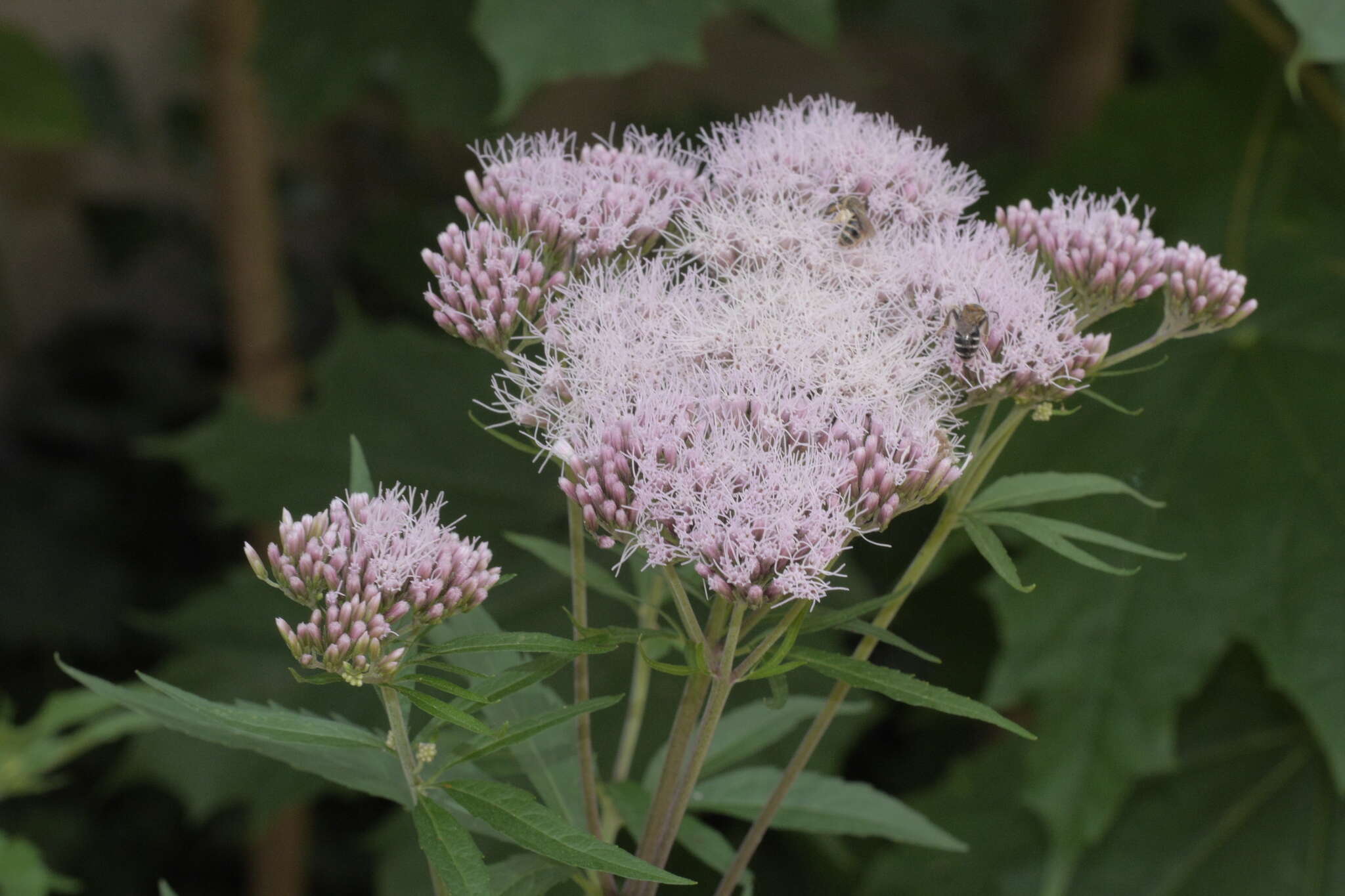 Image of hemp agrimony