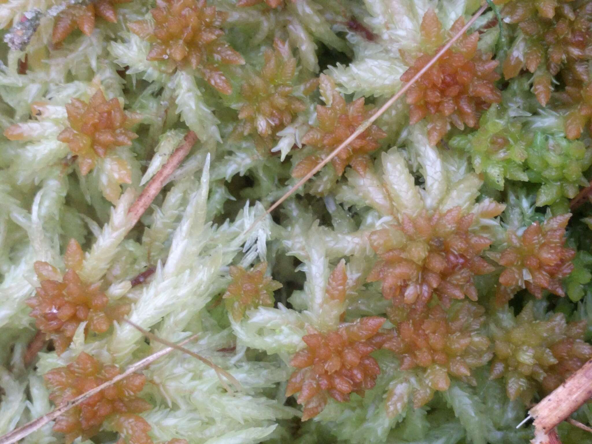 Image of Prairie sphagnum moss