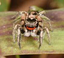 Image of Habronattus coecatus (Hentz 1846)