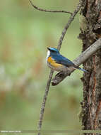 Image of Orange-flanked Bush-Robin