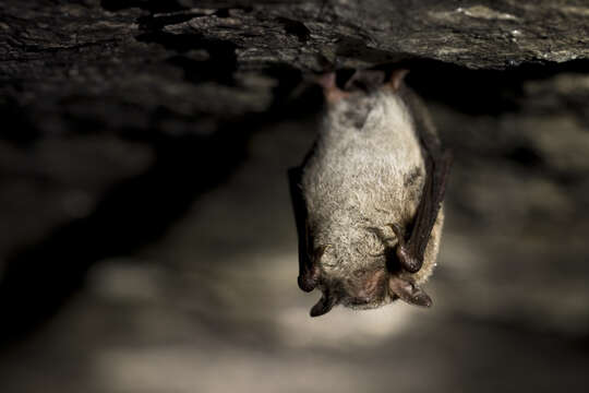 Image of Daubenton's Bat