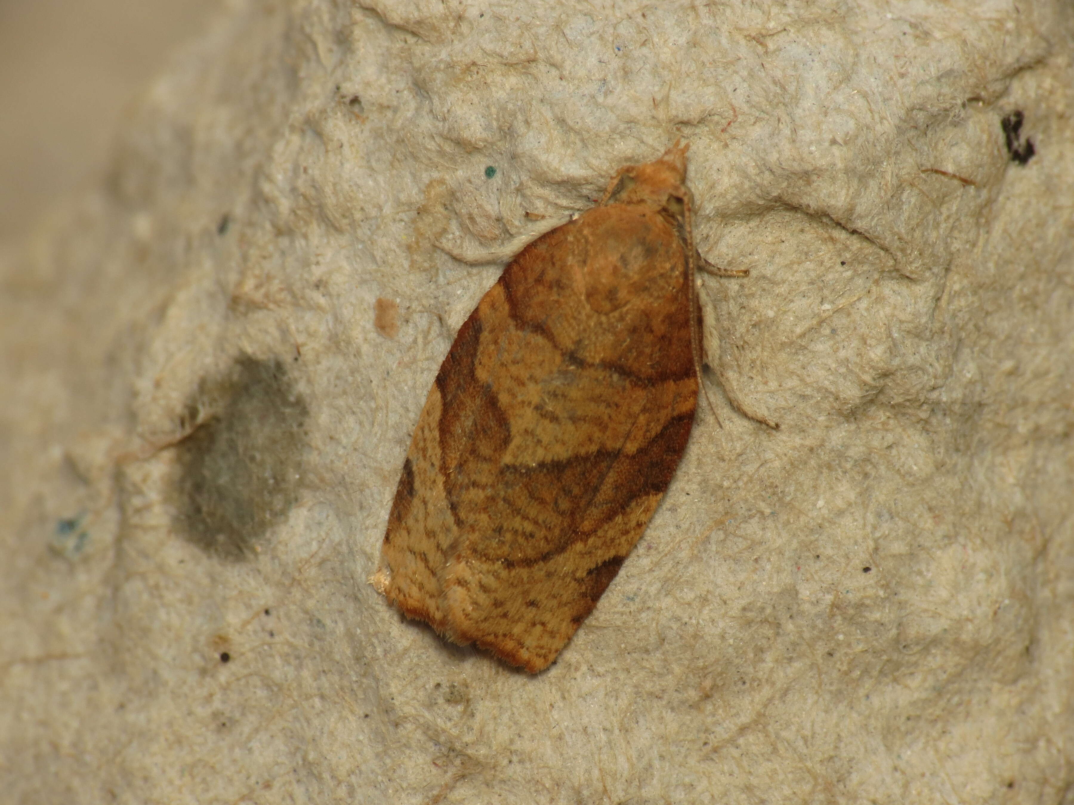 Image of barred fruit-tree tortrix