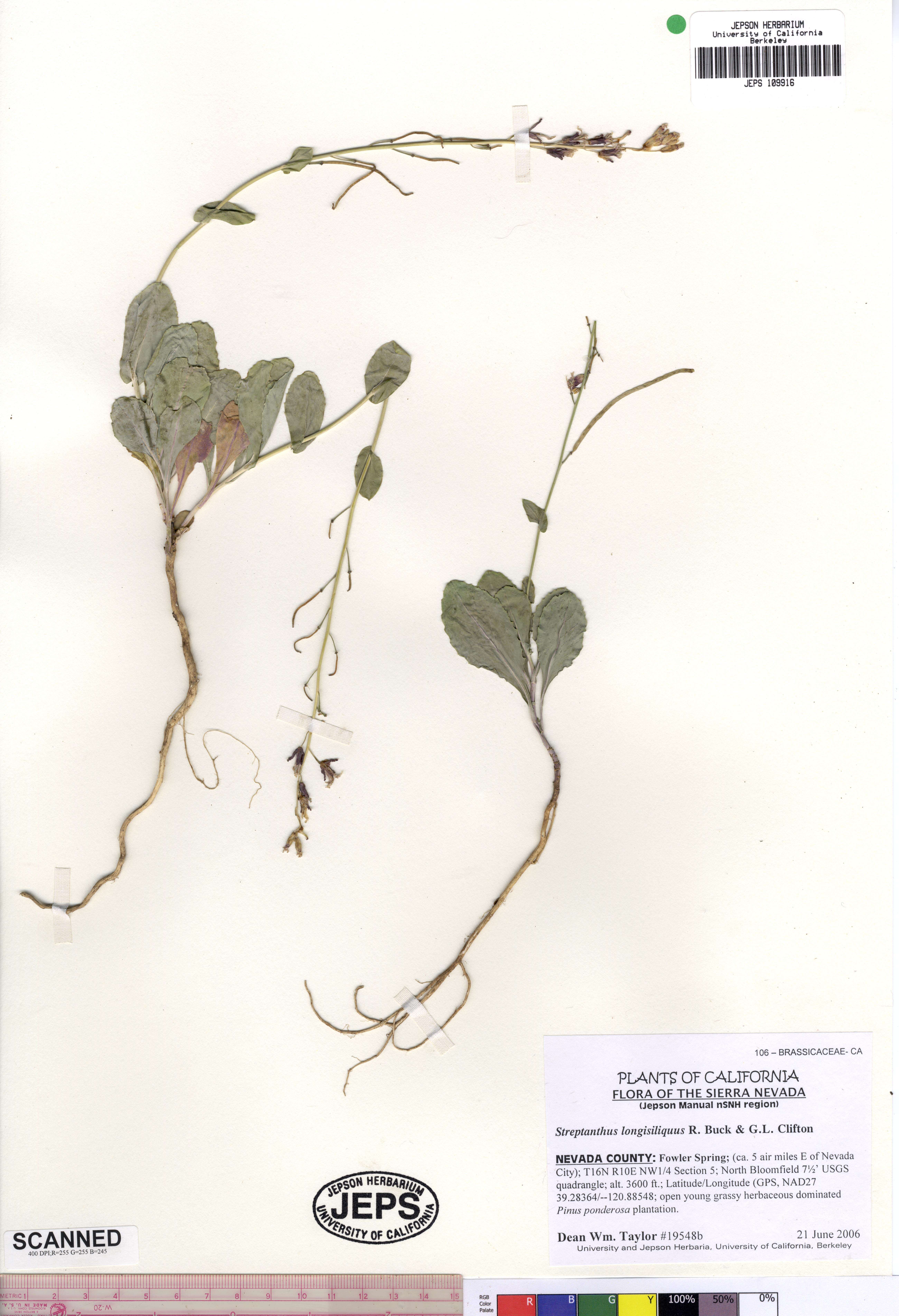 Слика од Streptanthus longisiliquus G. Clifton & R. Buck
