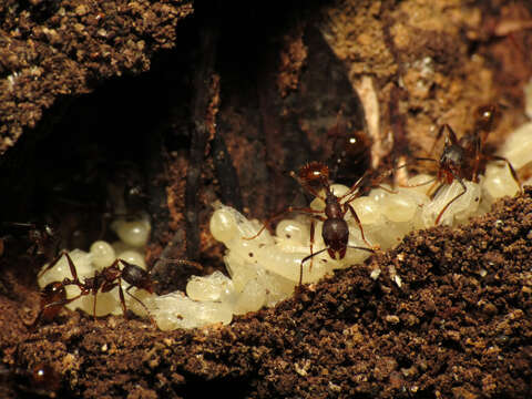 Image of Spine-waisted Ants