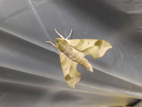 Image of Virginia Creeper Sphinx