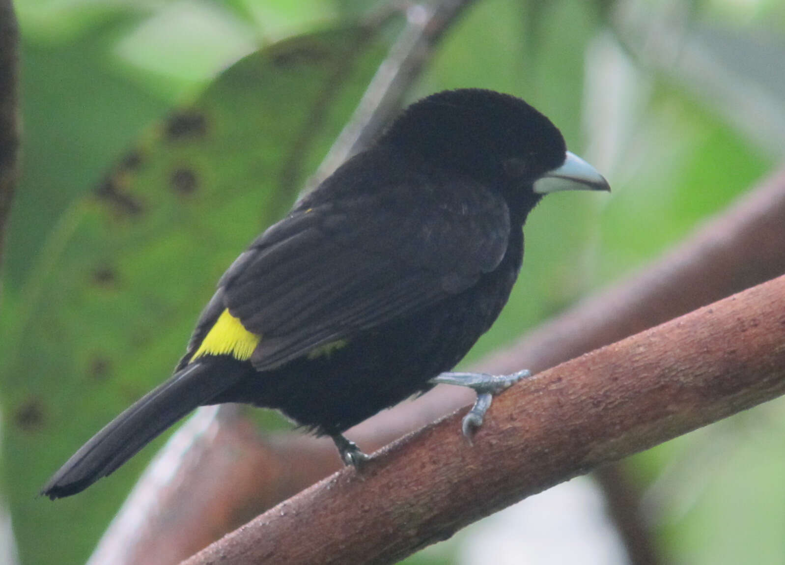 Image of Flame-rumped Tanager