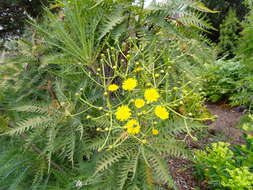 Image of Sonchus canariensis (Sch. Bip.) Boulos