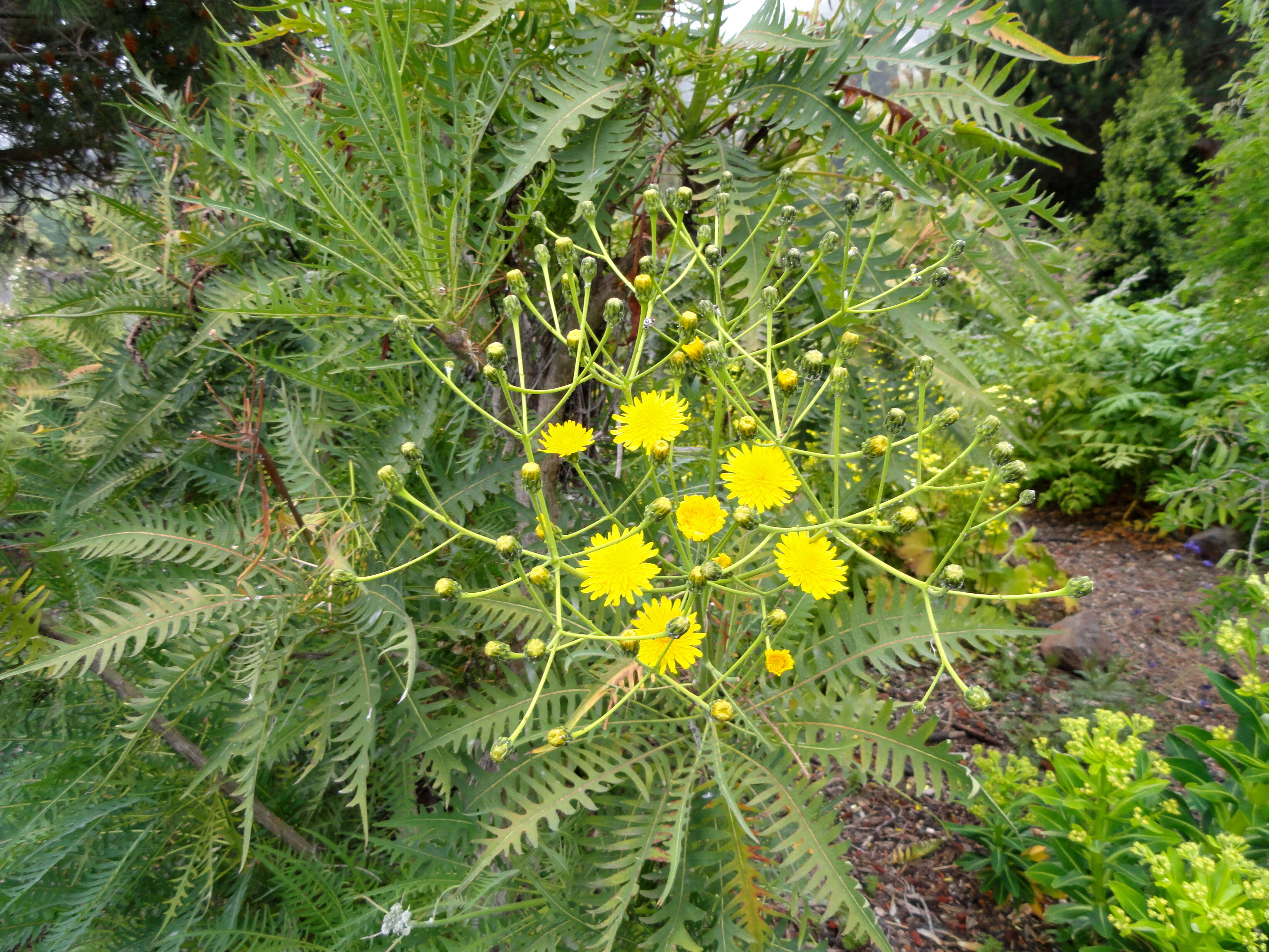 Image of Sonchus canariensis (Sch. Bip.) Boulos