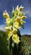 Image of Elder-flowered orchid