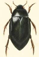 Image of Hydrophilus (Dibolocelus) palpalis Brullé 1836