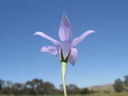 صورة Wahlenbergia capillaris (G. Lodd.) G. Don