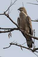 Image of Crested Honey Buzzard